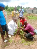 Plantation d’arbres